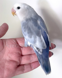 Jonge Agapornis Roseicollis / Dwergpapegaai Bont