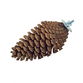 Pine Cone - Giant