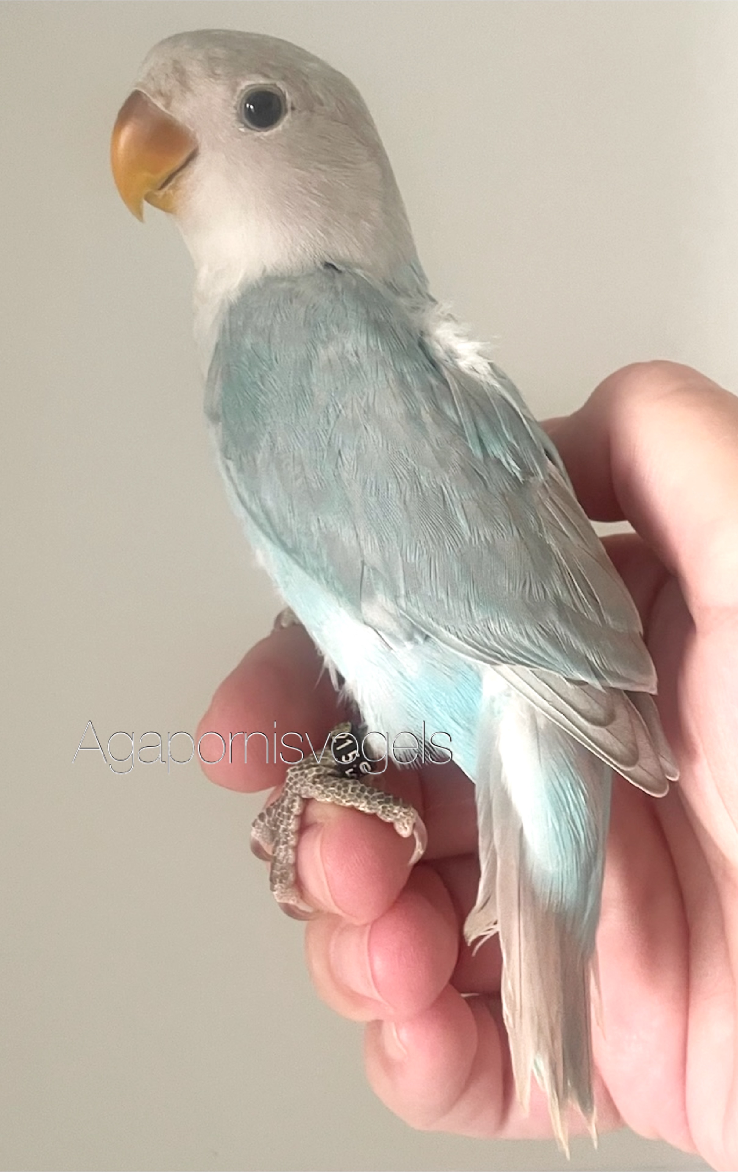 Jonge Agapornis Roseicollis / Dwergpapegaai Pastel gezoomd Opaline