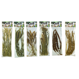 Back Zoo Nature Panicum 40 gram