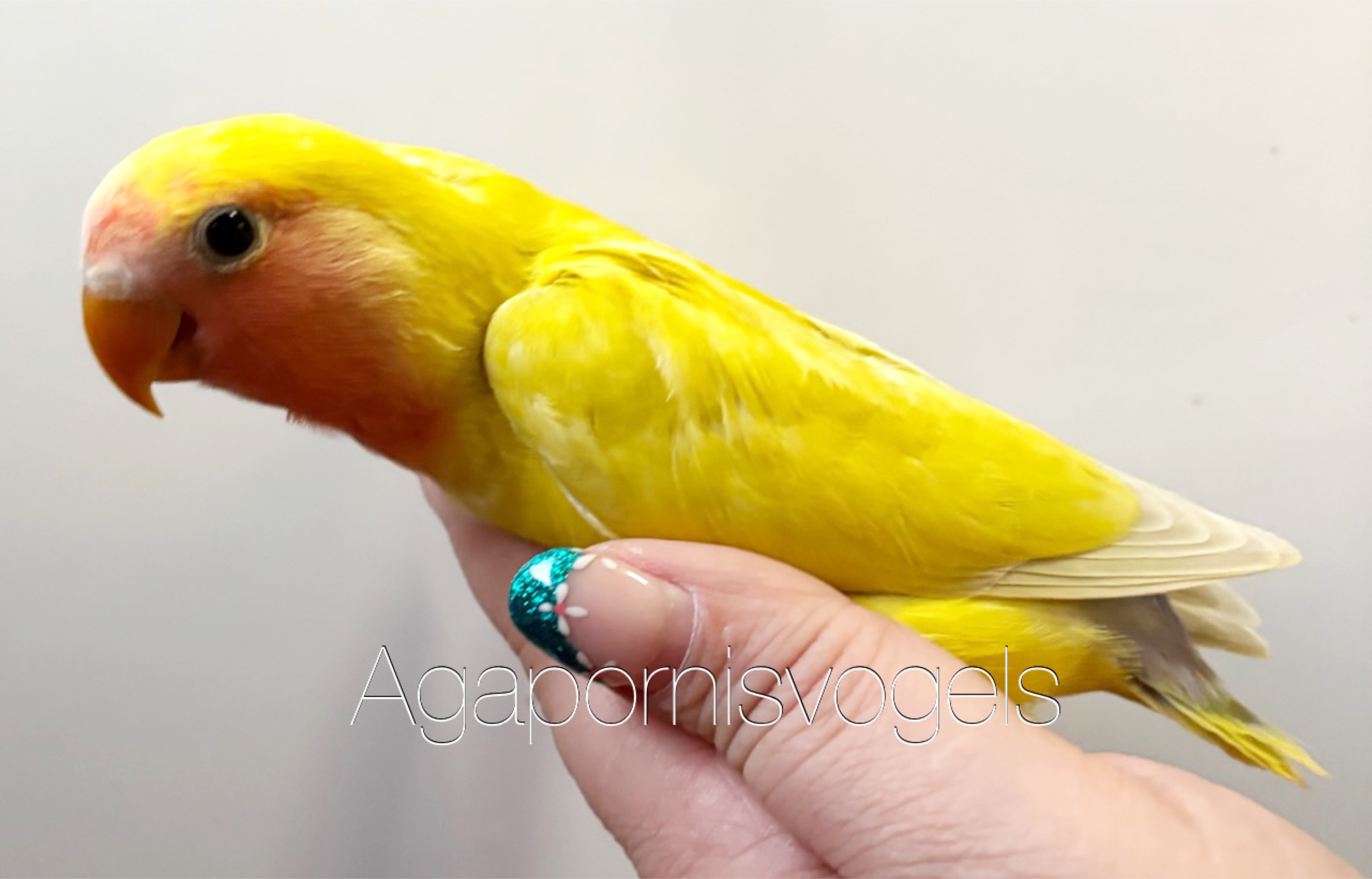Jonge Agapornis Roseicollis / Dwergpapegaai Pallid roodmasker