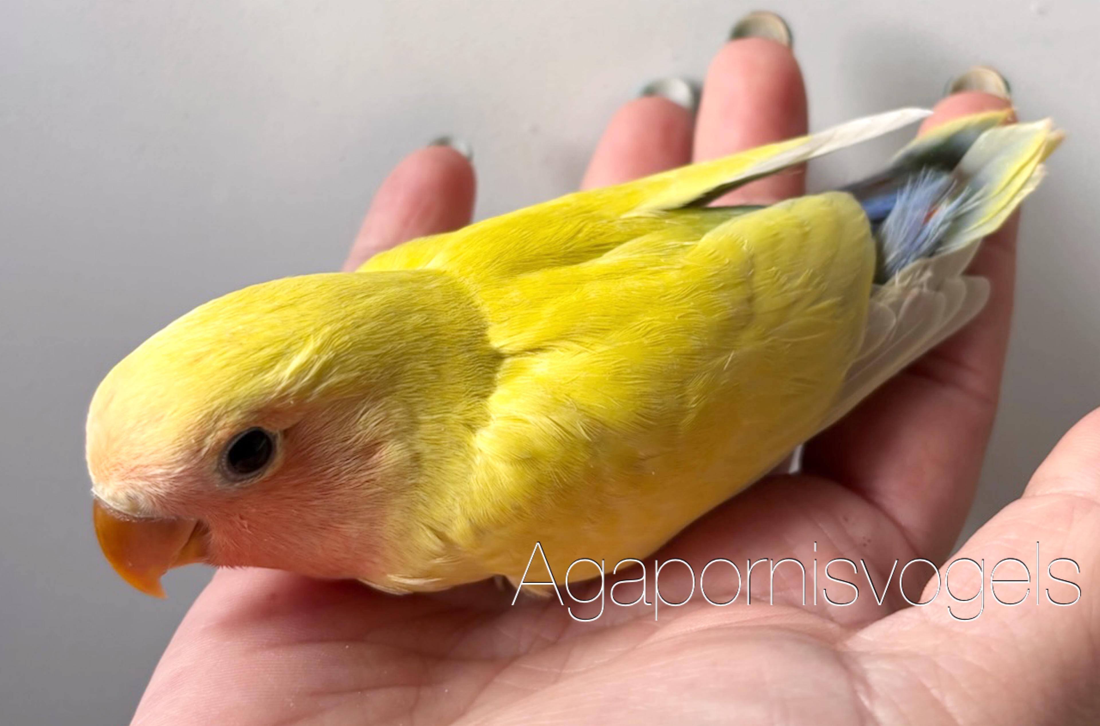 Jonge Agapornis Roseicollis / Dwergpapegaai Pallid roodmasker