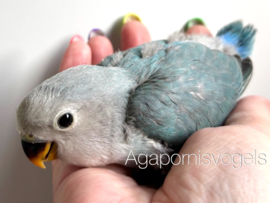 Jonge Agapornis Roseicollis / Dwergpapegaai Aqua bleekmasker