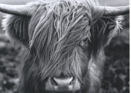 Poster - Schotse hooglander - zwart wit   -  dierenposter A3