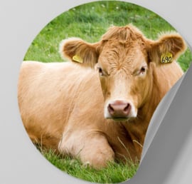 Behangcirkel zelfklevend - Roodbruine koe - sticker