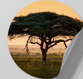 Behangcirkel zelfklevend - Afrikaanse boom - sticker