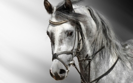 Poster Paard black-white