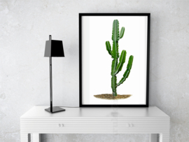 Poster Cactus (A) witte achtergrond A3