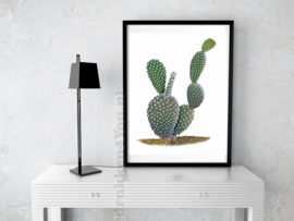 Poster Cactus (b) in kleur op witte achtergrond A3