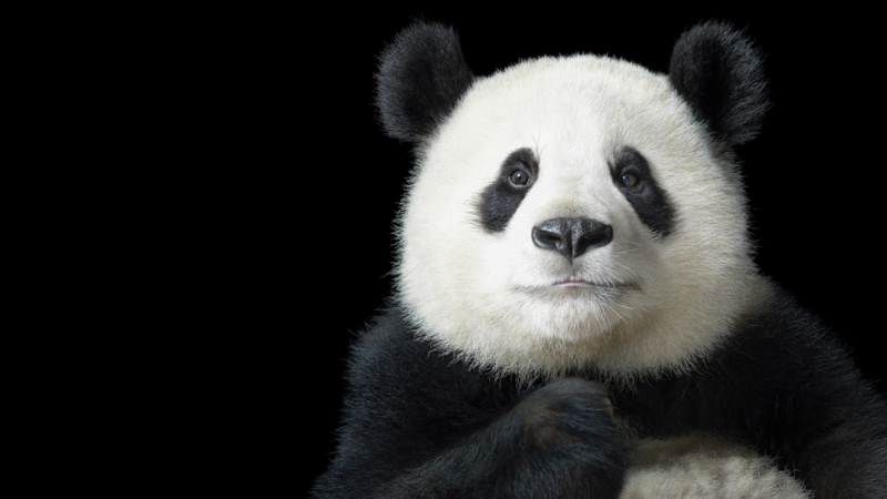voordat semester Intrekking Poster Panda, zwarte achtergrond (Postermaat : A1+: 91x61 cm) | Wilde Dieren  & Zeedieren | Bedrukken4you