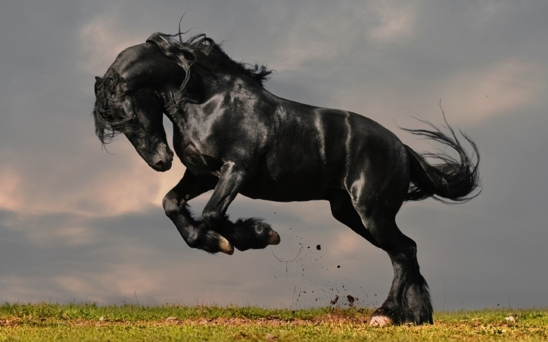 Alternatief Continent moe Poster Paard, Black Horse (Postermaat : A1+: 91x61 cm) | Paarden |  Bedrukken4you