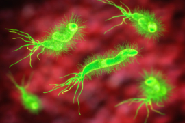 HELICOBACTER PYLORI