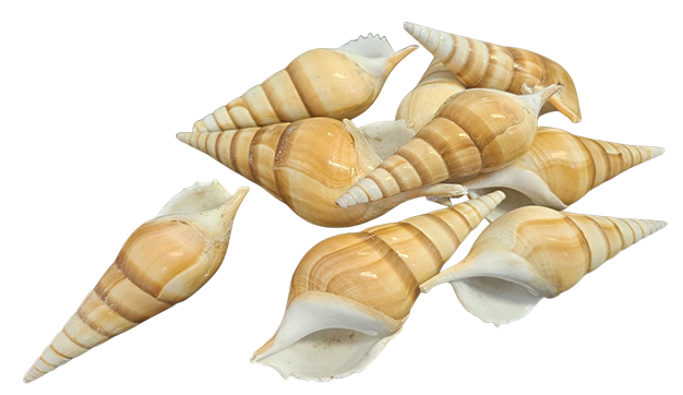 Tibia Schelpen