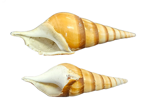 Tibia Schelpen