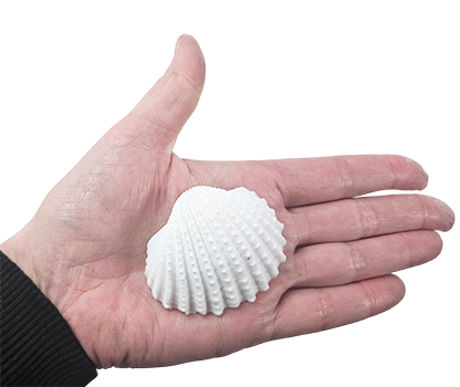 Witte Schelpen