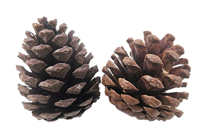 DennenAppels Luxe