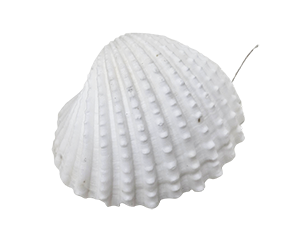 Witte Schelpen