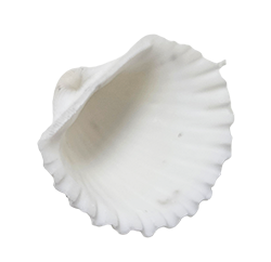 Witte Schelpen