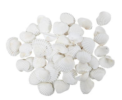 Witte Schelpen
