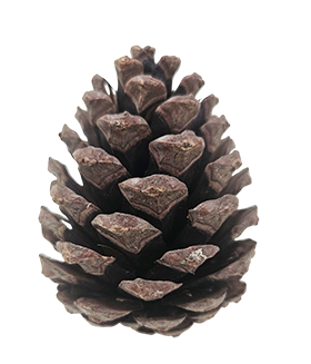 DennenAppels Luxe