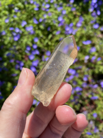 Citrien Lemurian 8