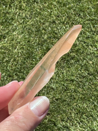 Peach Lemurian 8