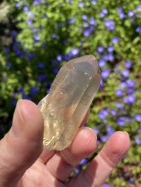 Citrien Lemurian 6