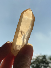 Tangerine Lemurian 6