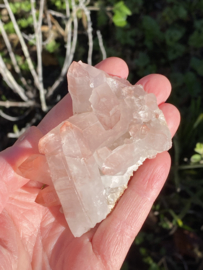 Pink Lemurian - cluster 3