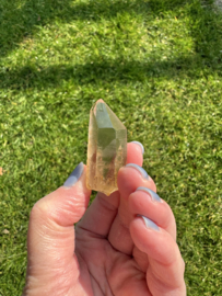 Citrien Lemurian 12