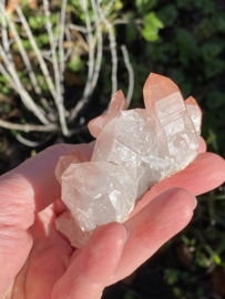 Pink Lemurian - cluster 3