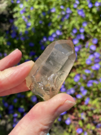 Citrien Lemurian 6