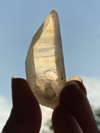 Tangerine Lemurian 19