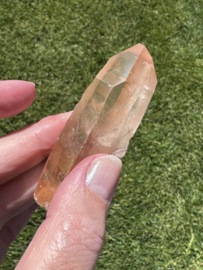 Peach Lemurian 1