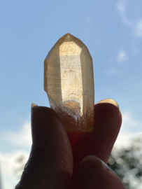 Tangerine Lemurian 22