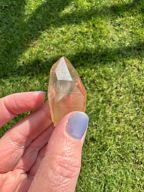 Citrien Lemurian 11