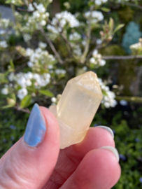 Yellow (Golden) Lemurian - groepje 2