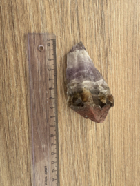 Auraliet 23 - 6