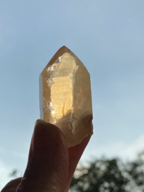 Tangerine Lemurian 12