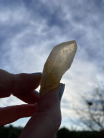 Yellow (Golden) Lemurian - groepje 1