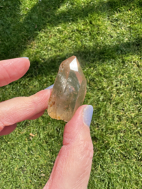 Citrien Lemurian 11