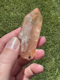 Peach Lemurian 1