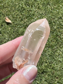 Peach Lemurian 5
