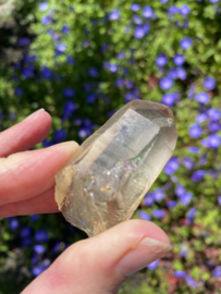 Citrien Lemurian 6