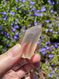 Citrien Lemurian 9