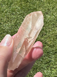 Peach Lemurian 2