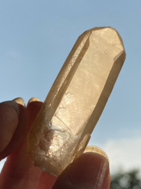 Tangerine Lemurian 16