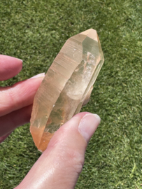 Peach Lemurian 1