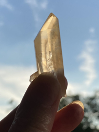 Tangerine Lemurian 31