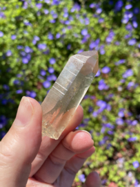 Citrien Lemurian 8